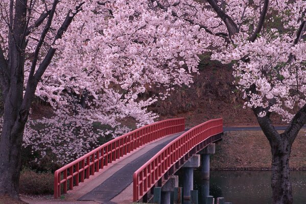 The Bridge of Love in the Sakura Garden