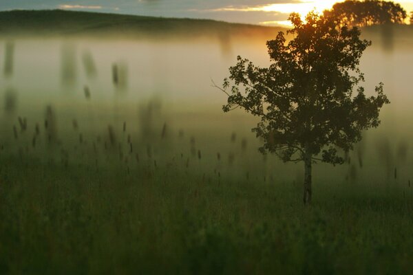 Landschaft einsamer Baum im Nebel