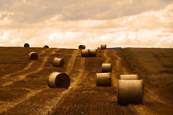 Limpieza de heno en el campo