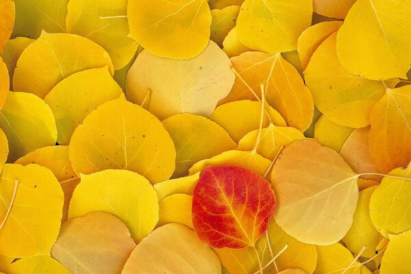 Rotes Blatt unter gelben Herbstblättern