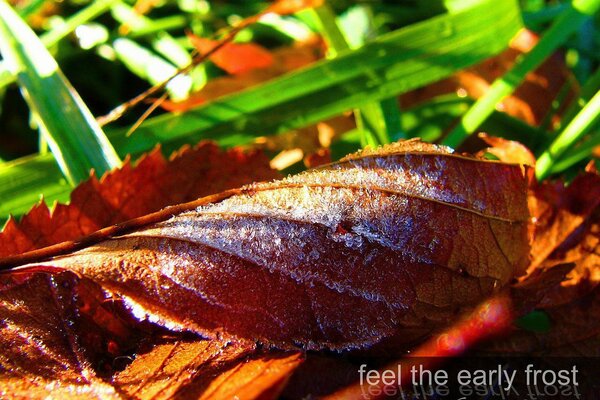 Autumn leaf is covered with ice