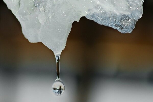 A drop falling from an icicle in winter