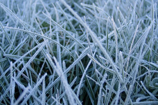 Hiver givre sur l herbe