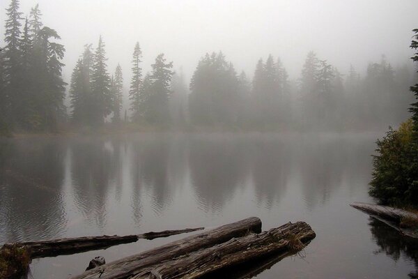 Sul lago nebbia e foresta intorno