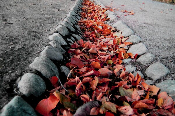 Las hojas de otoño se encuentran en una zanja