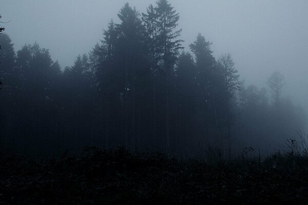 Forêt sombre noyée dans le brouillard sombre