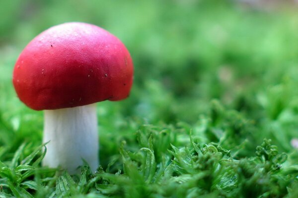 One warrior in the field. Mushroom in the grass