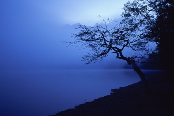 Albero nella nebbia sopra il lago