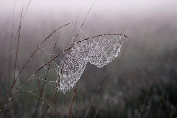 Morgentau nach Nebel