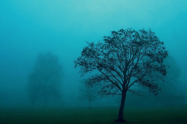 Misty twilight of a summer evening