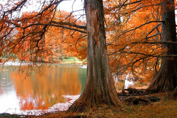 Vieil arbre rencontre l automne au bord de l eau