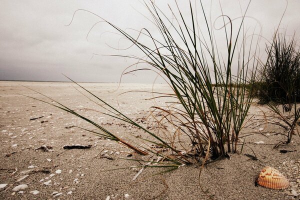 Die Muschel liegt auf dem Sand neben dem Gras