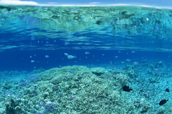 Corals and fish at the bottom of the pond