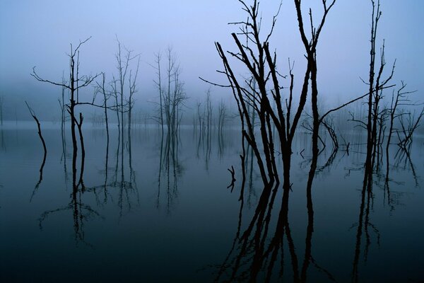 Los árboles al anochecer en el agua se reflejan