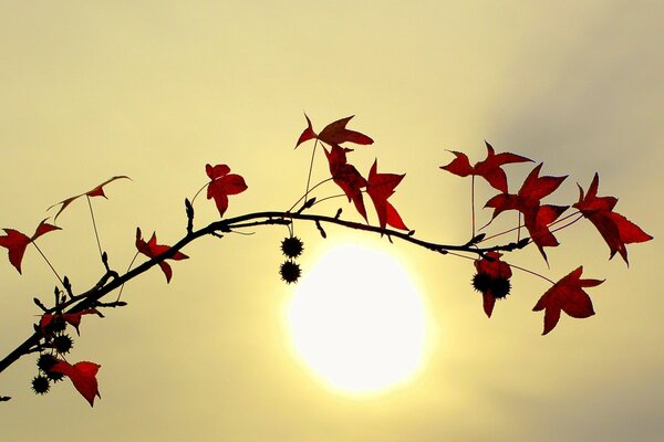 Hojas rojas contra el sol