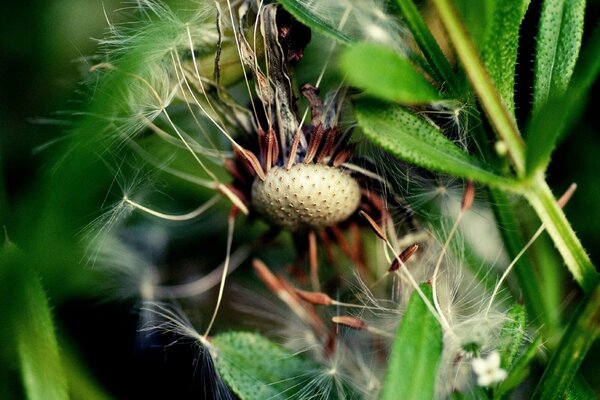 Löwenzahn hat ein Blatt Makro geblasen