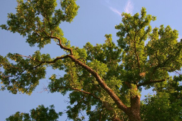 The crown of a mighty oak with a broken trunk