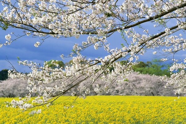 Cherry blossoms in Japan