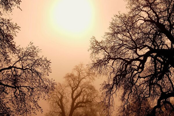 Los árboles encantados liberan el sol