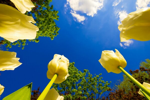 Tulipanes amarillos y cielo azul