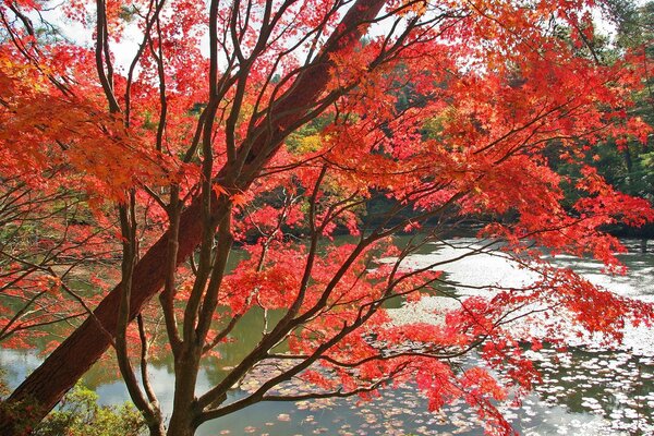 Acero rosso vicino all acqua del fiume