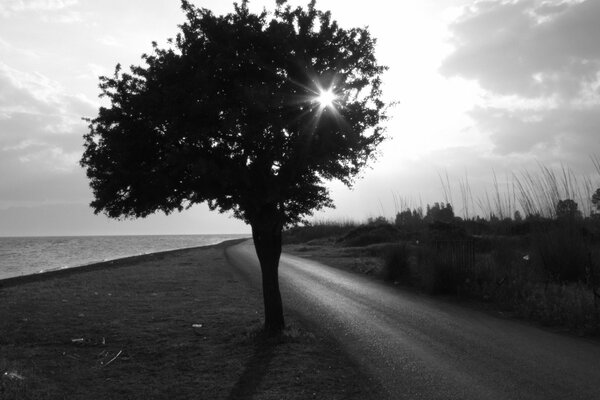 Imagen en blanco y negro de un árbol a lo largo de la carretera