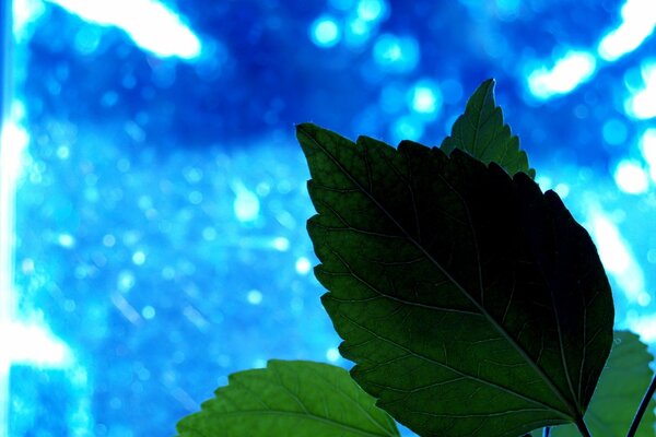 Green leaves on a blue background