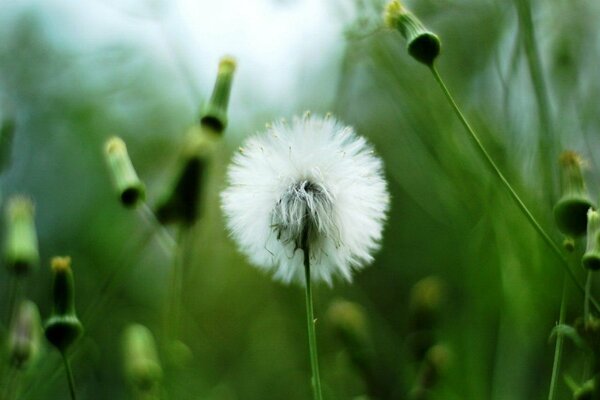 Diente de León blanco en un campo verde