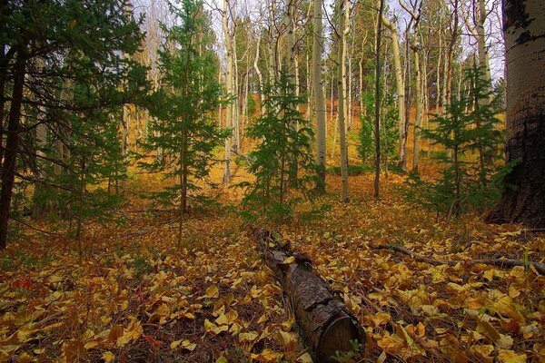 Gelber Herbstwald mit grünen Tannen