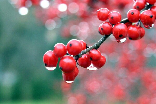 Macro photography of berries with a company on it