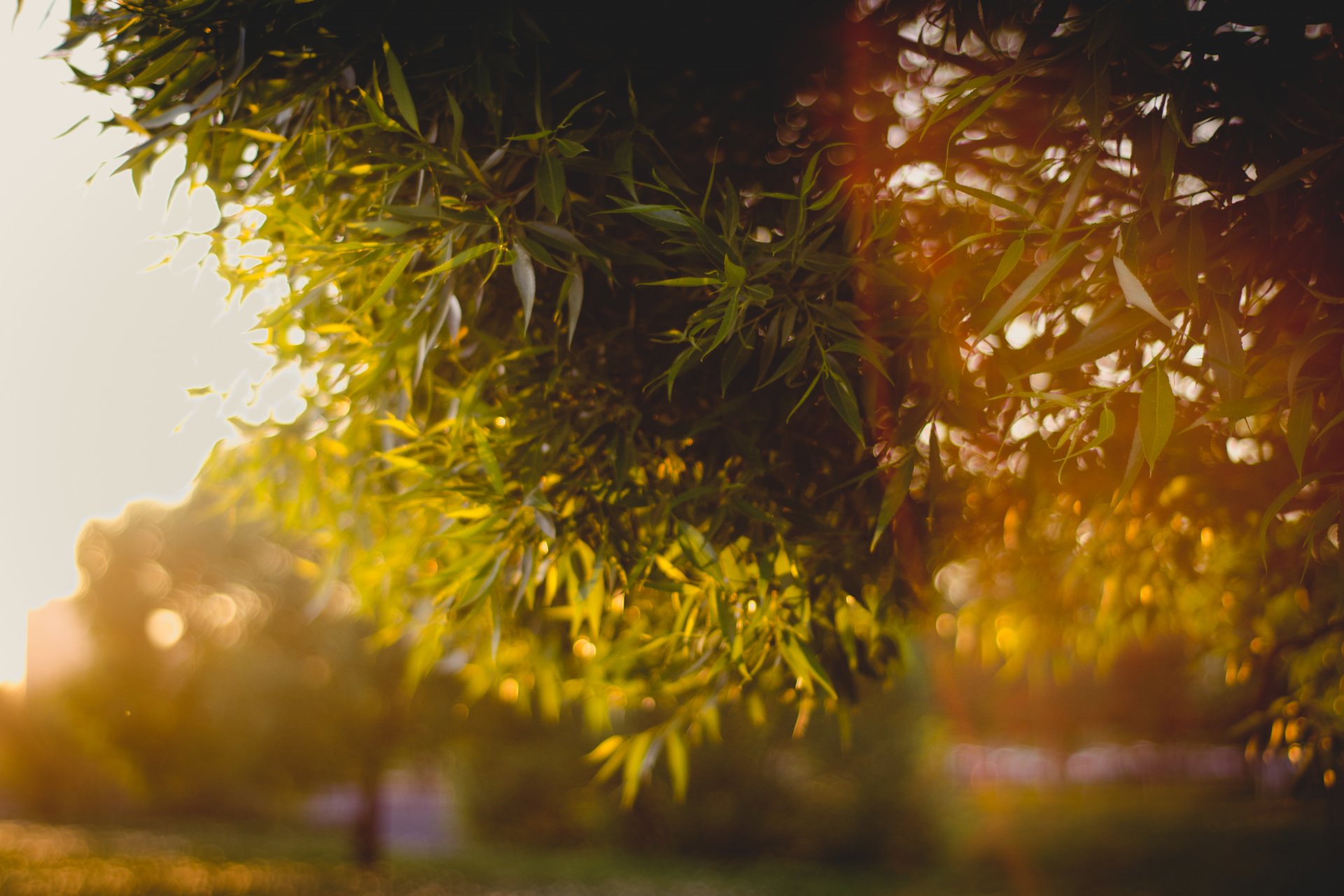 leaves branches bokeh