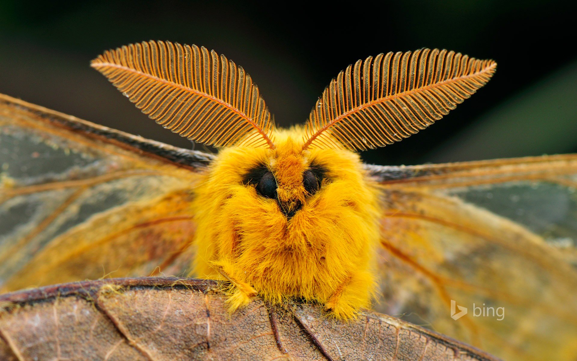 china gusano de seda insecto ojos alas hoja naturaleza