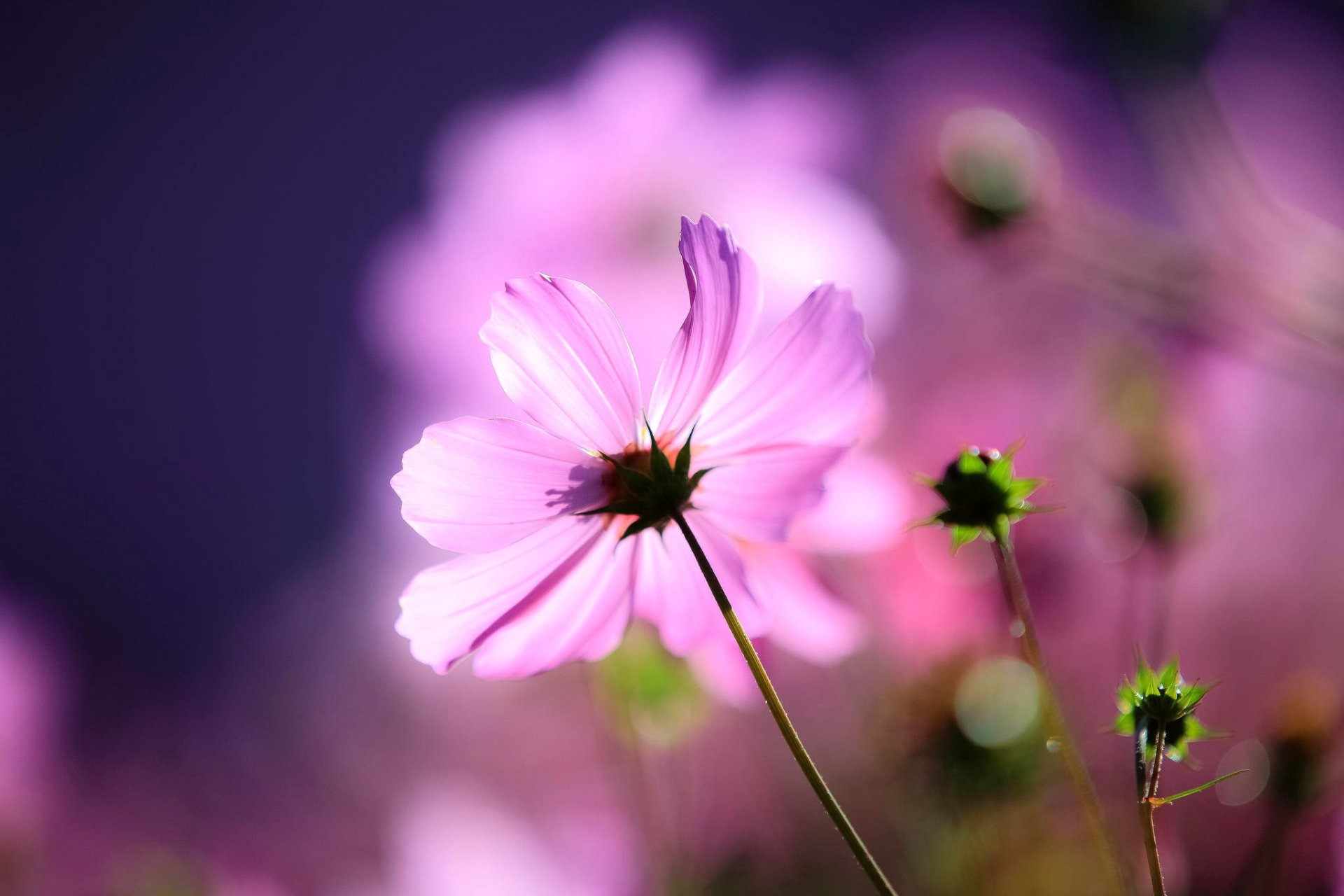 cosmea kwiat pąki makro światło tło