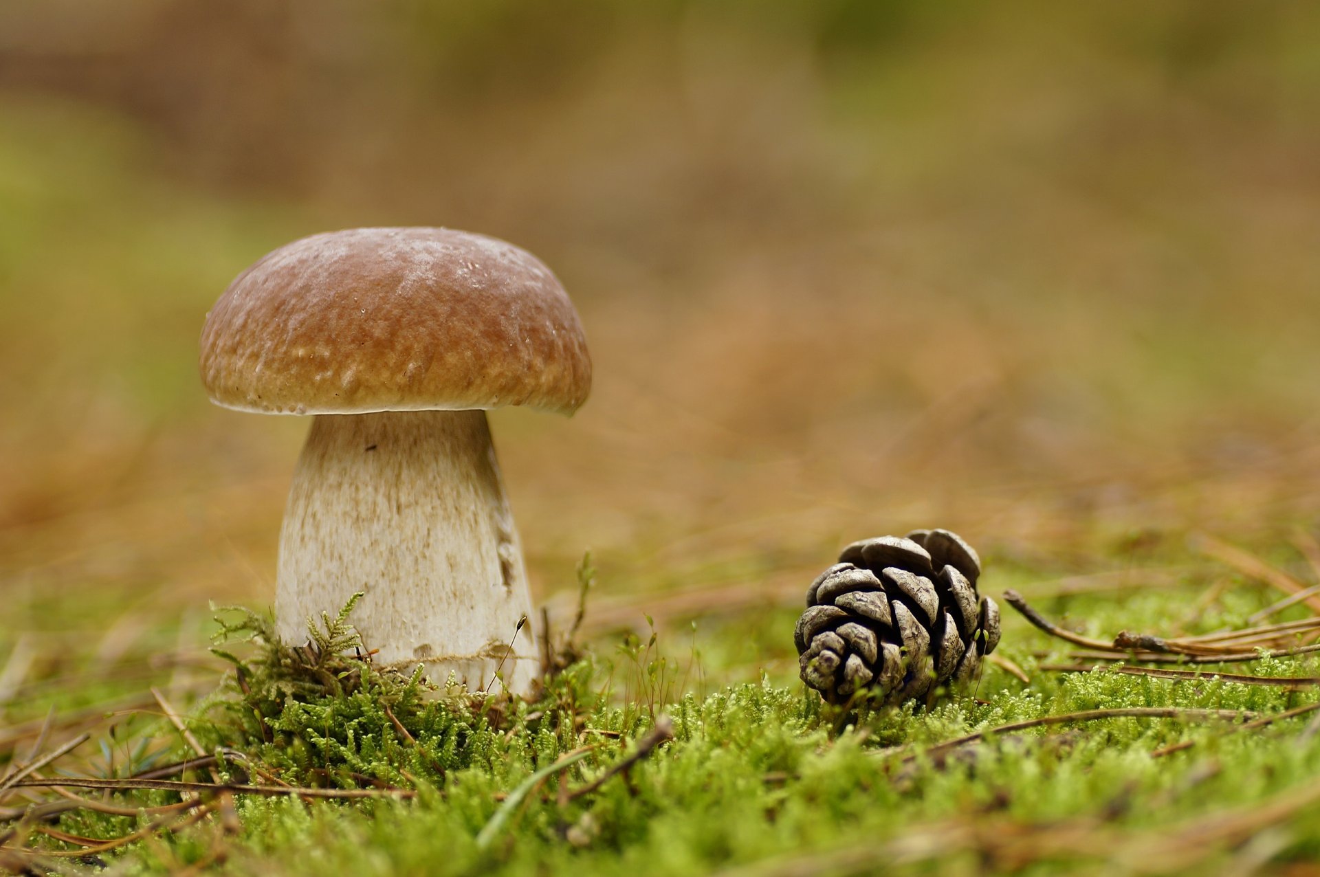 fungo cono muschio foresta macro