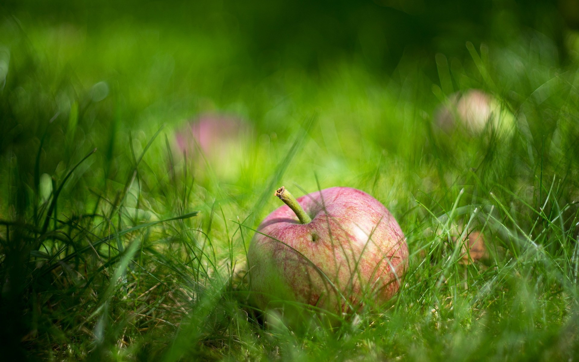 apfel gras makro