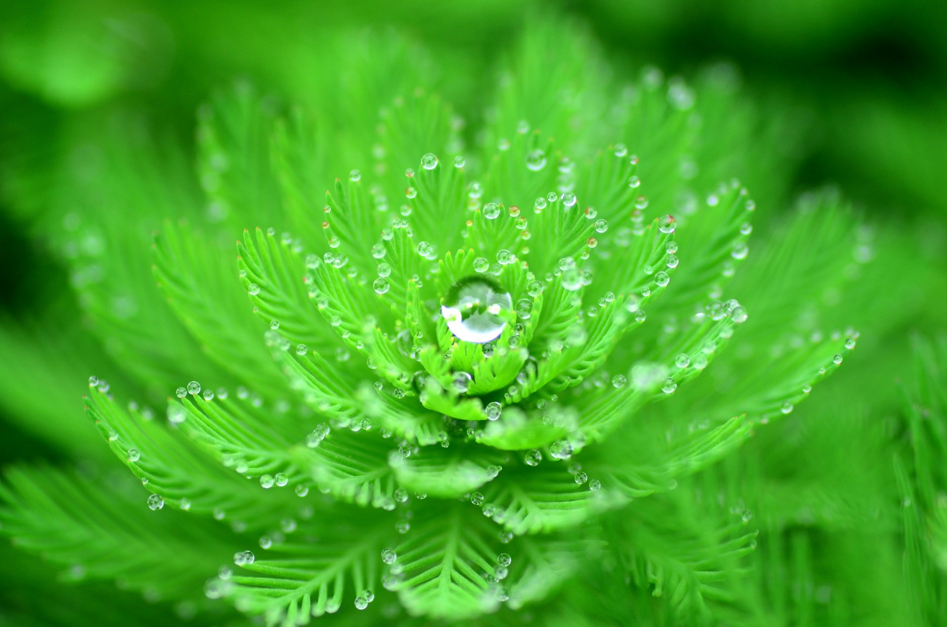 plante feuilles gouttes rosée eau nature