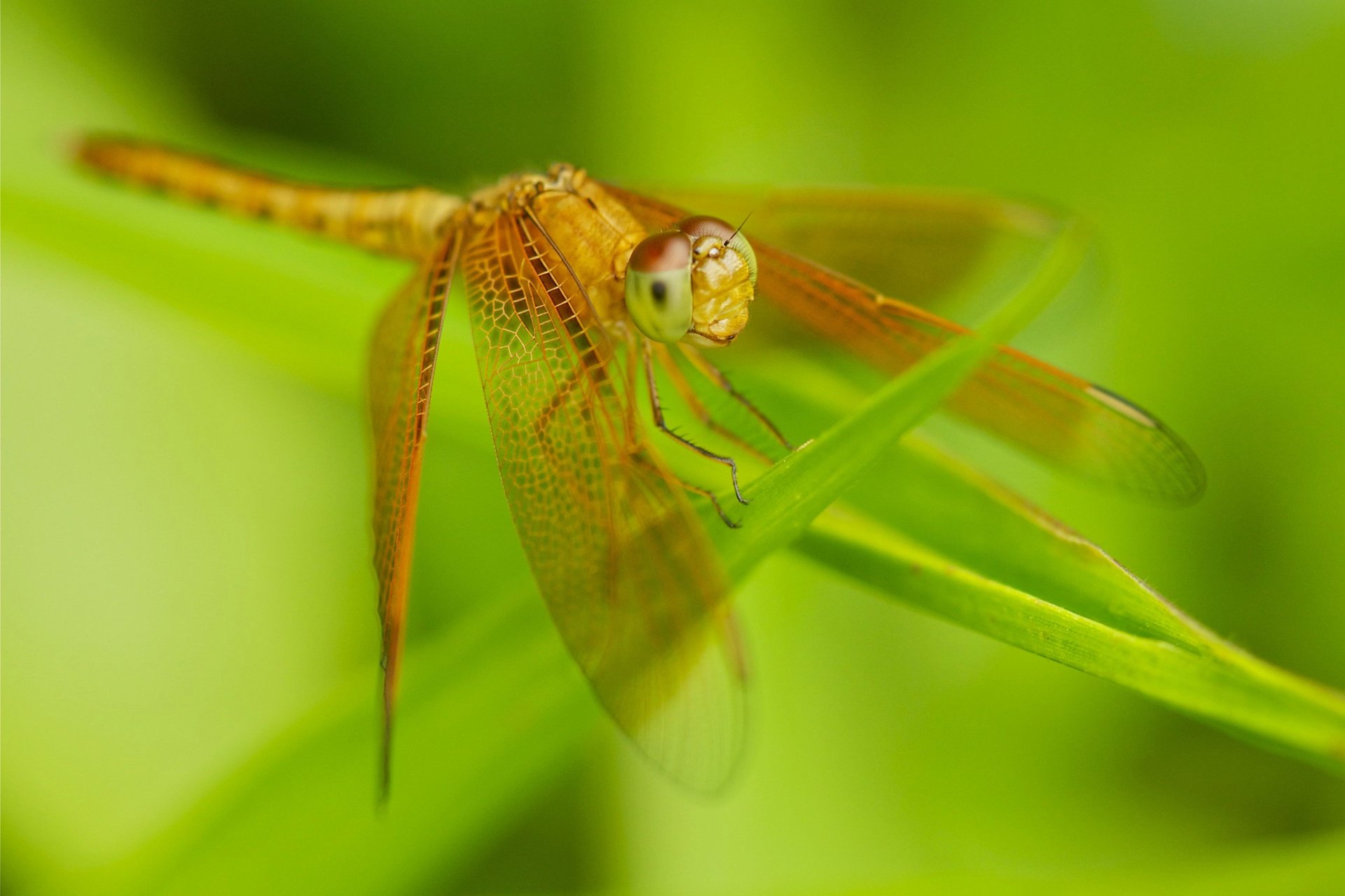 dragonfly insect wings grass nature