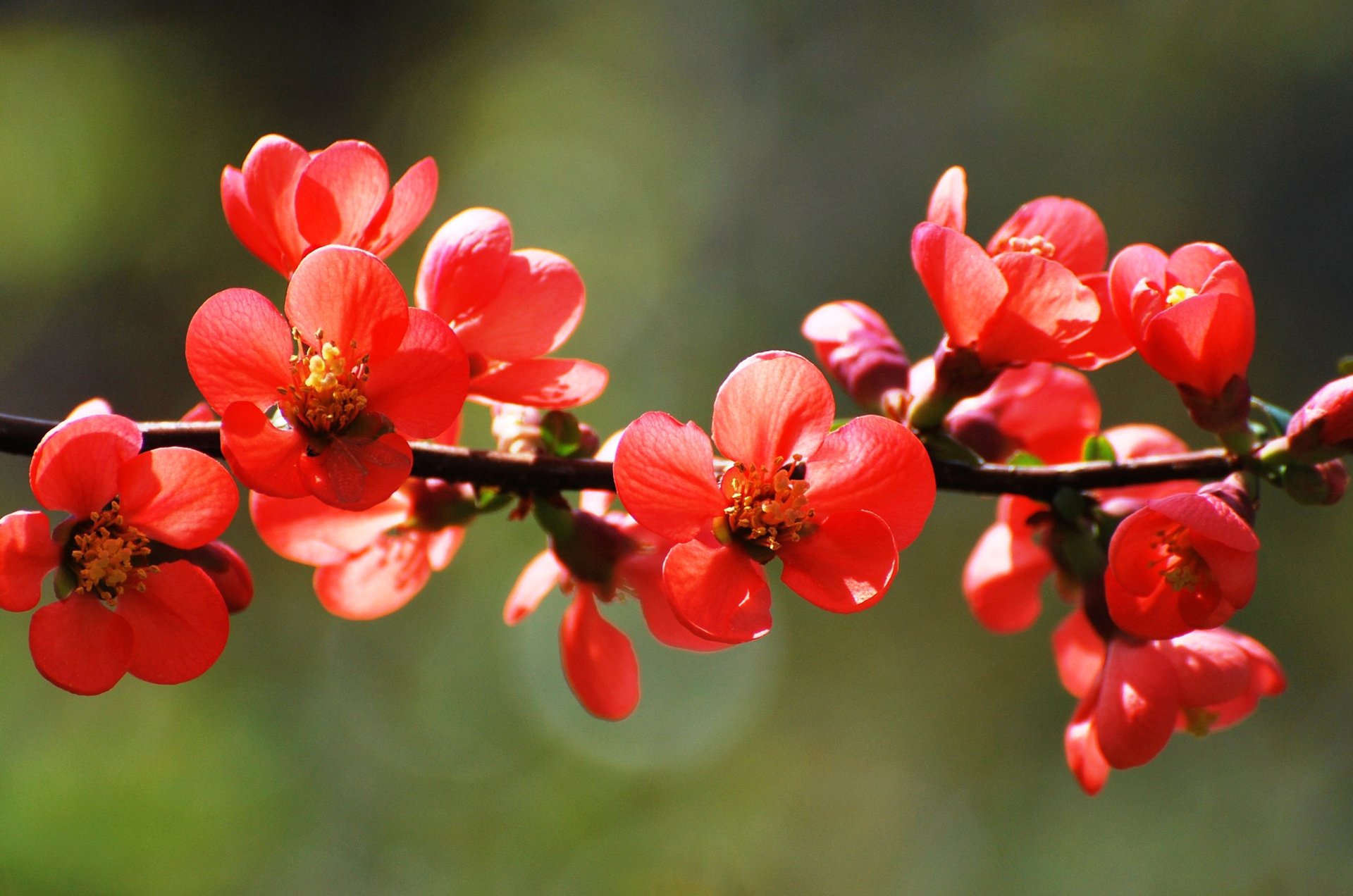 fleurs pétales branche jardin printemps