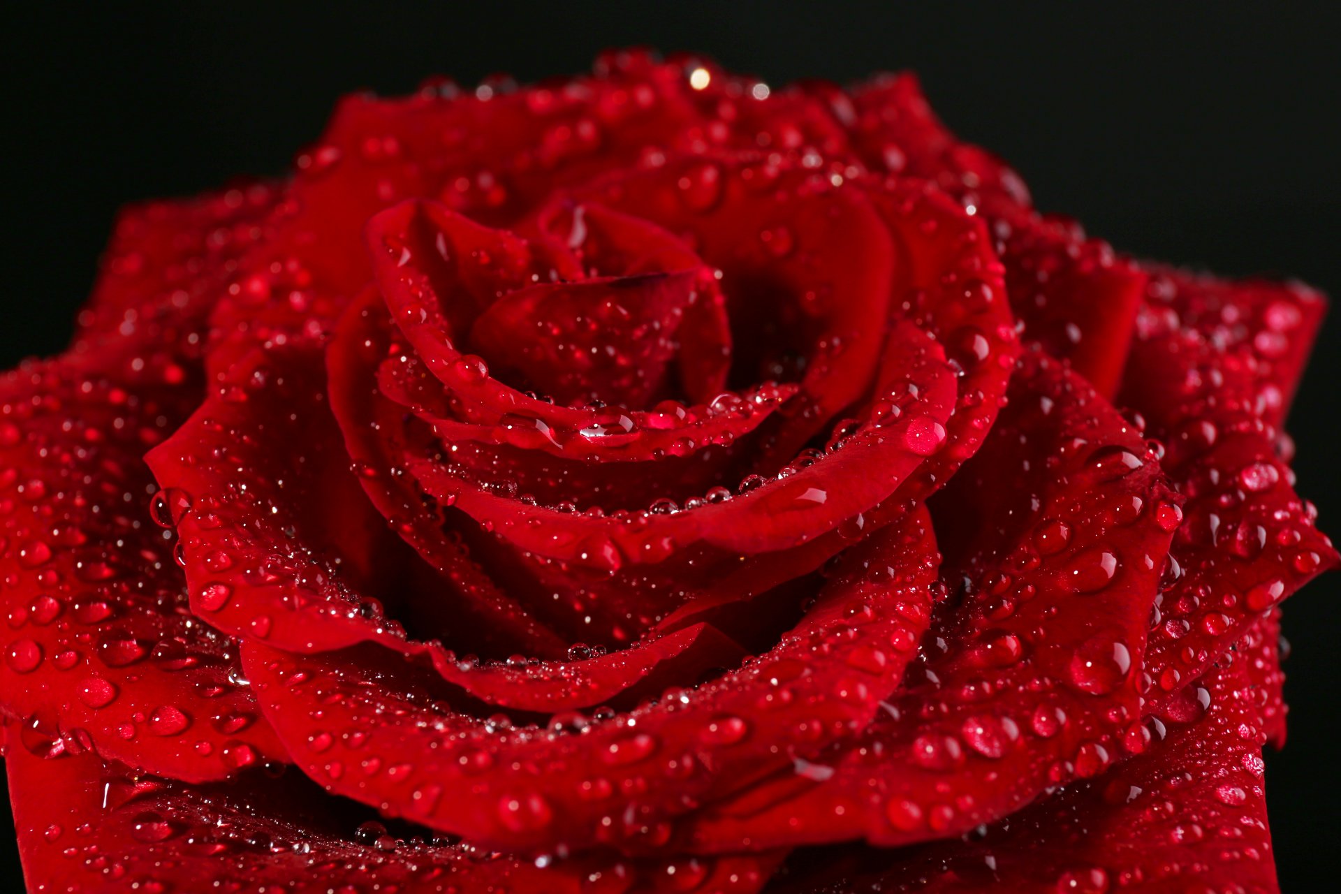 red rose rose flower red petals drop