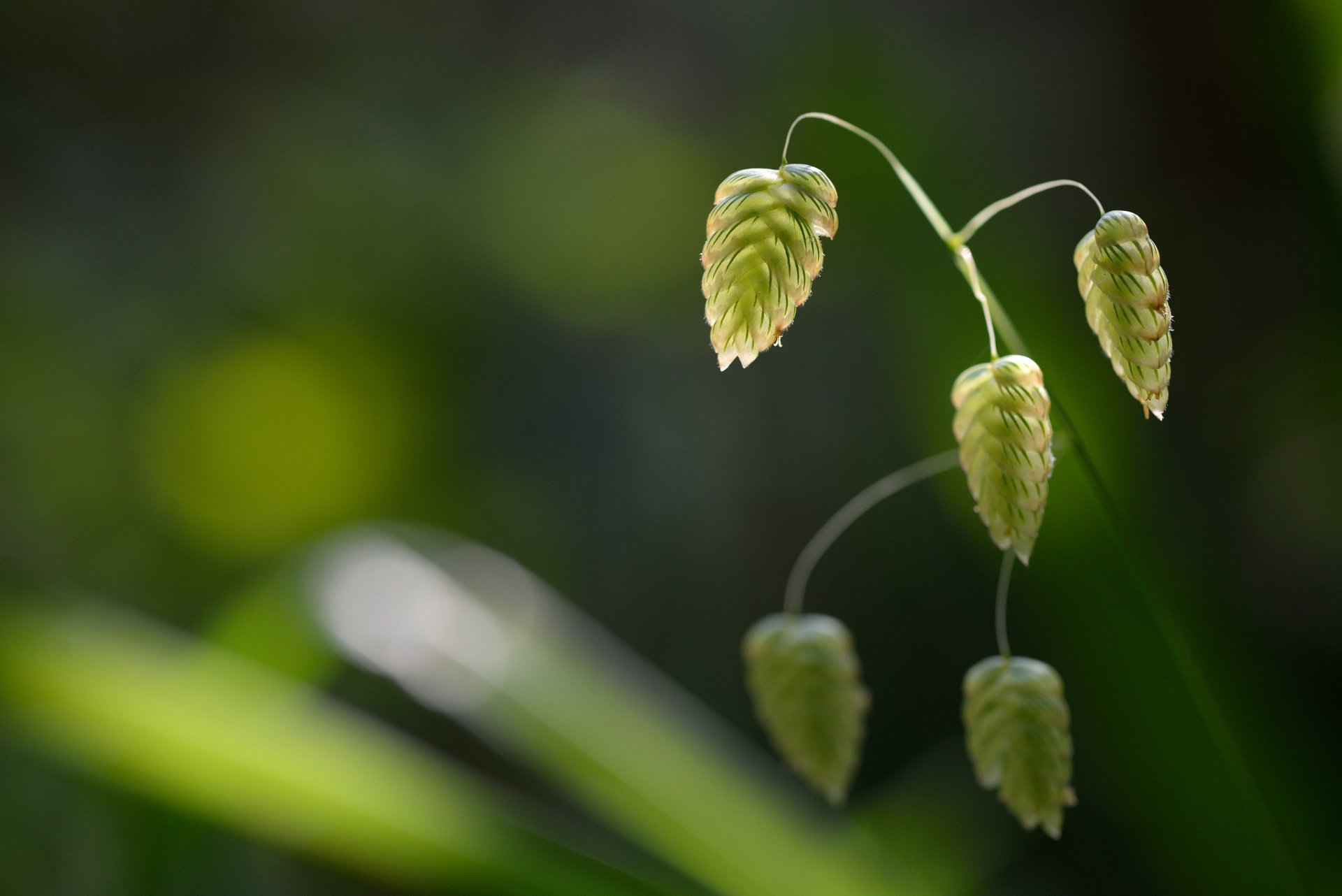 branche épillets flou