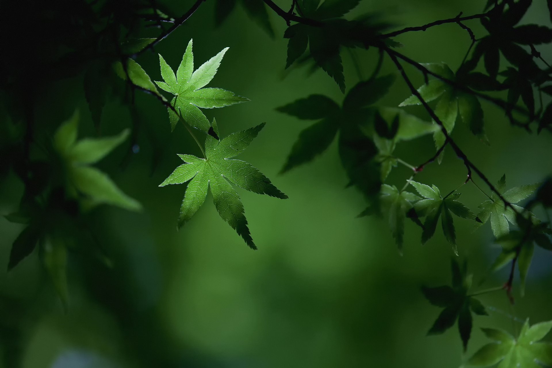 gros plan été feuillage branches