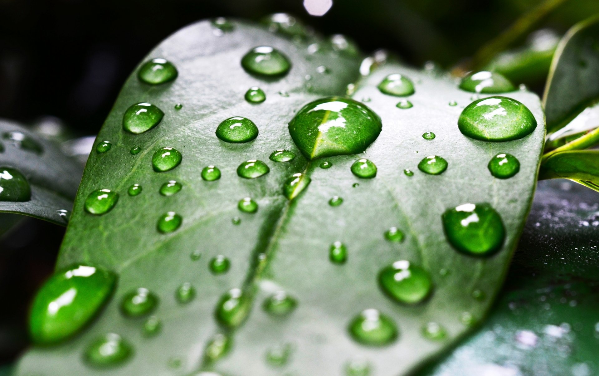 foglia verde rugiada gocce foglie macro