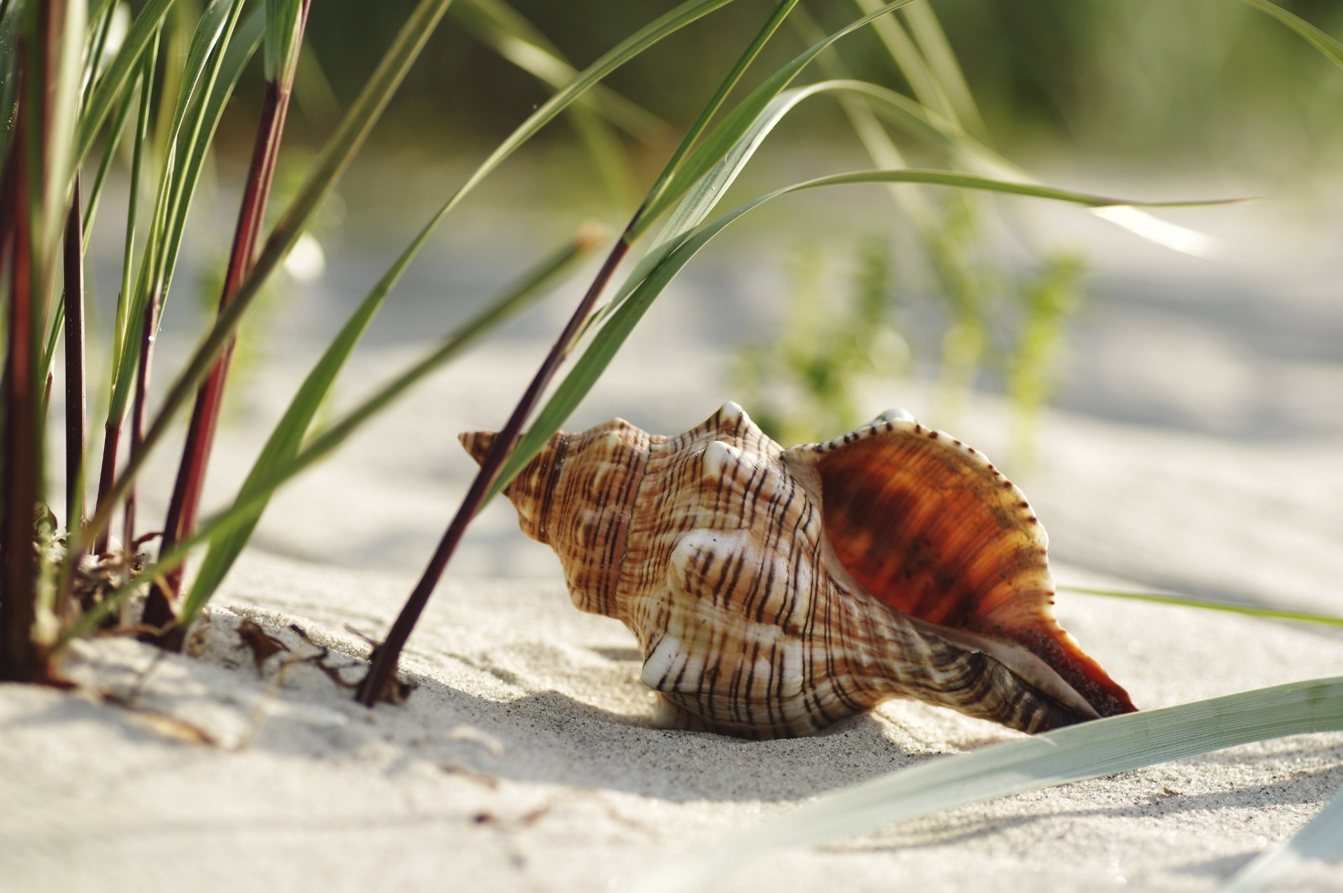 rapan schale strand gras sand