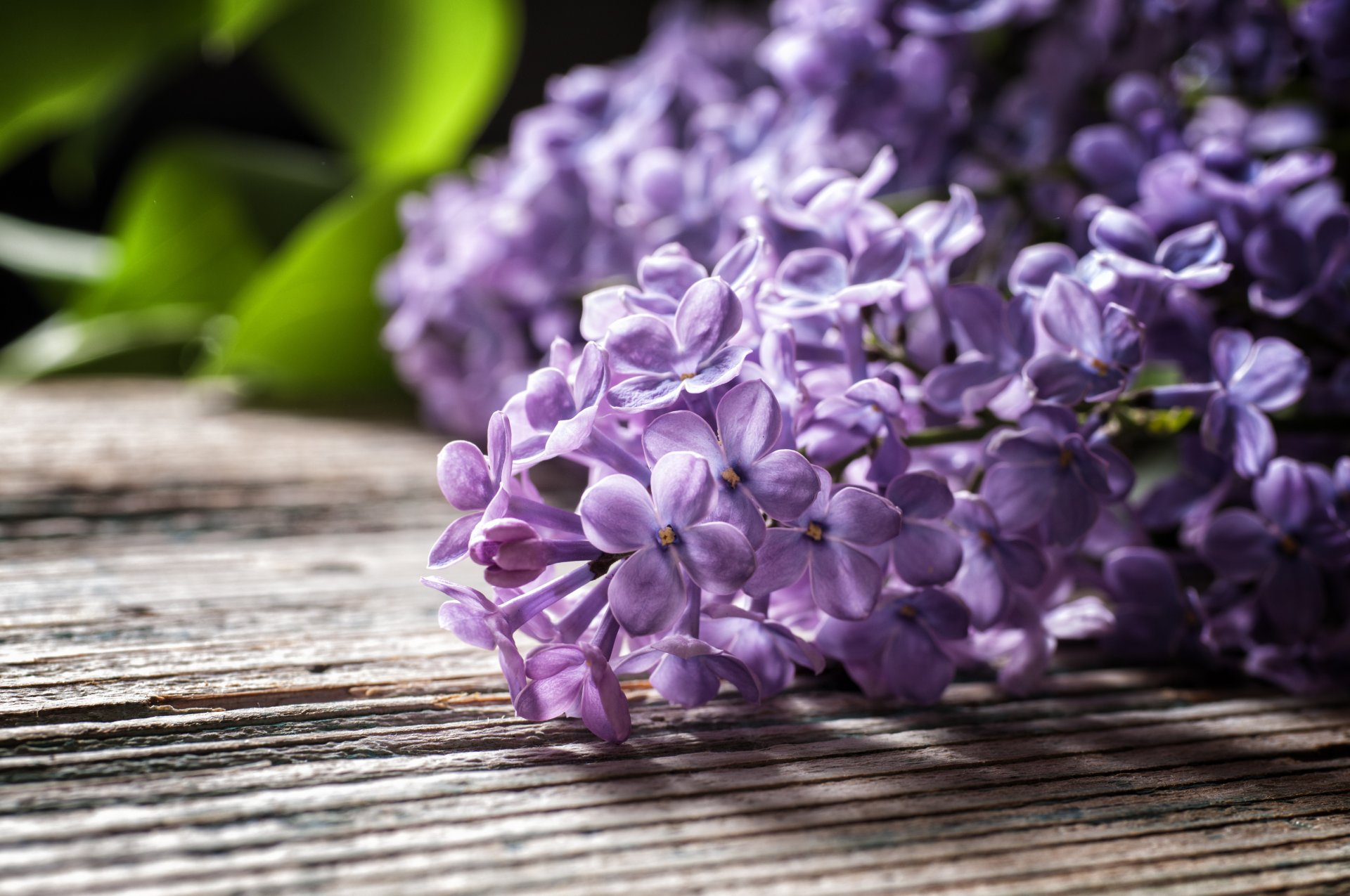 table lilas branche feuilles