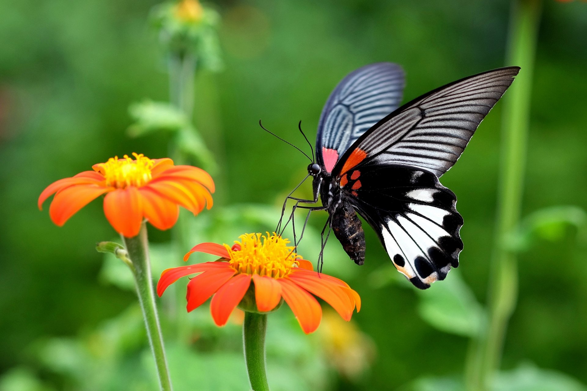 farfalla falena insetto ali fiori pianta natura