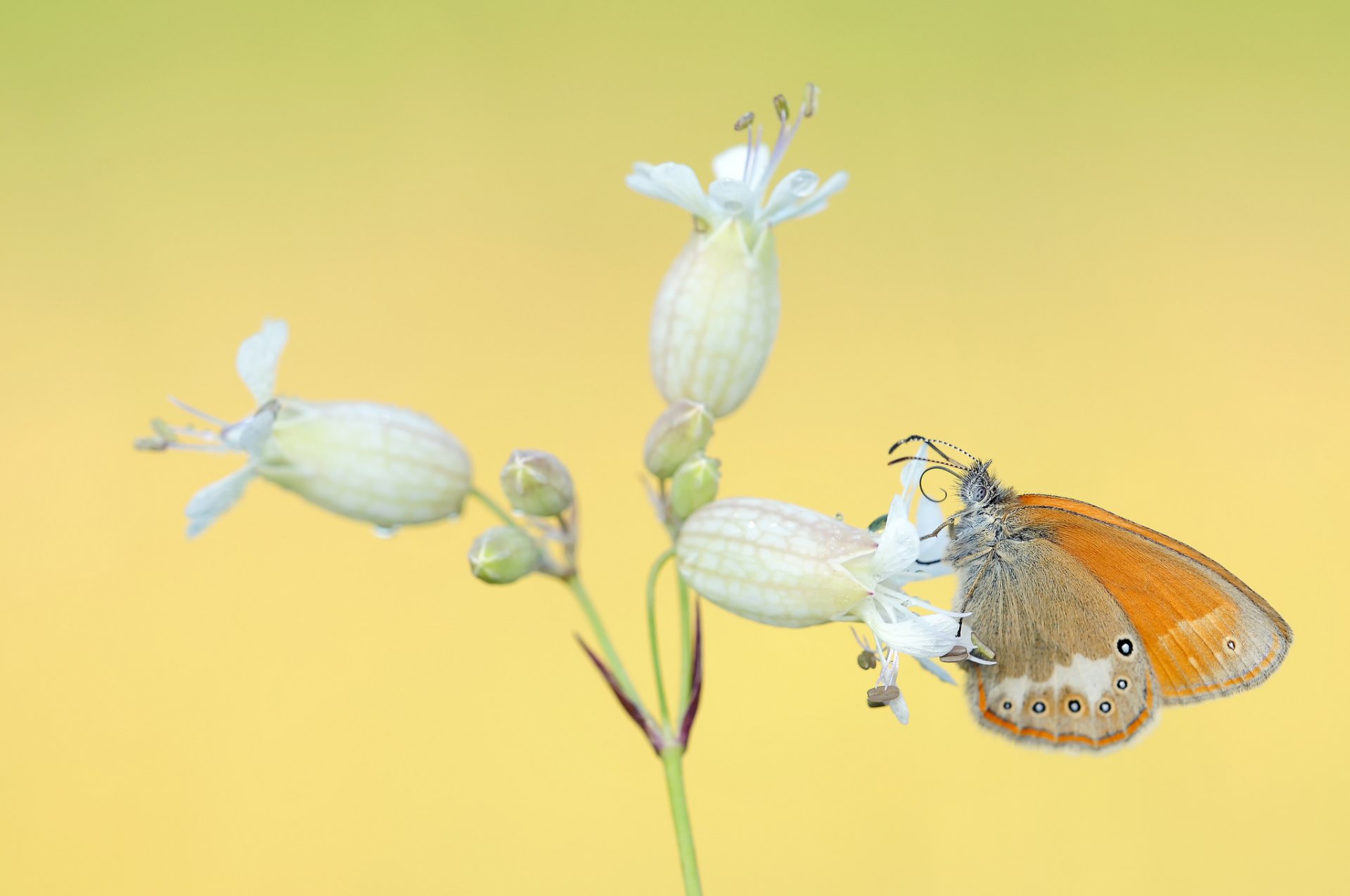 blume weiß blütenstand schmetterling orange gelber hintergrund