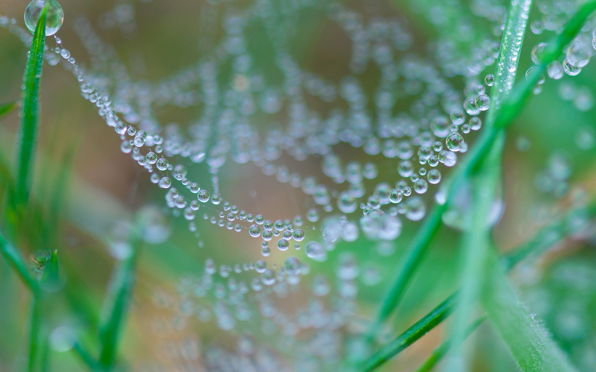 gras natur spinnennetz spinnennetz tropfen tau