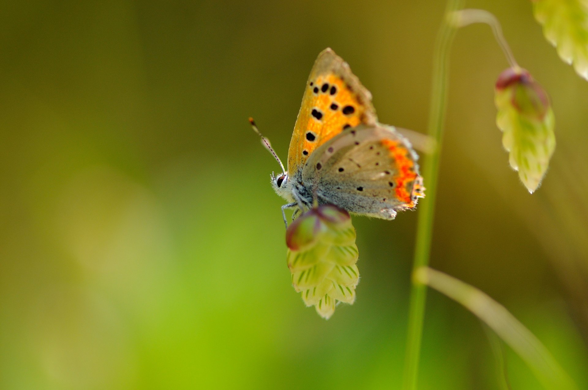 schmetterling makro flügel insekt pflanze fleck