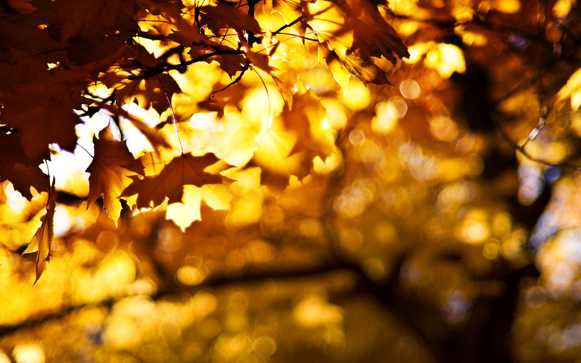 feuilles automne branches bokeh