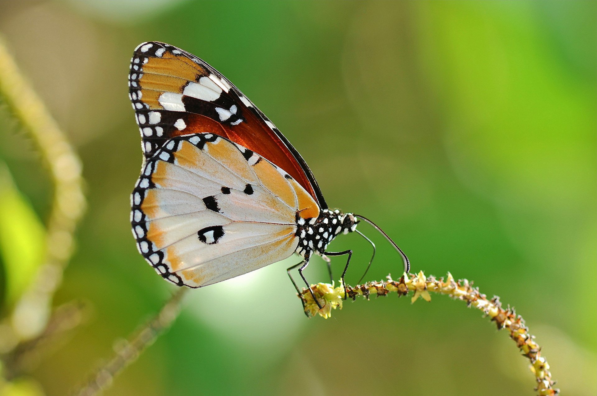 pianta farfalla sfondo